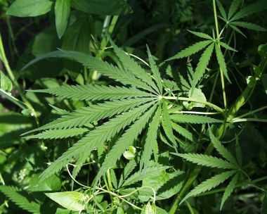 Kannabis planta