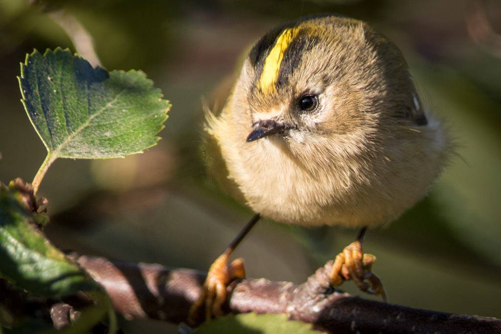 Fuglaskoðun í Kjarnaskógi á Degi íslenskrar náttúru Fuglaskoðun í Kjarnaskógi á Degi íslenskrar náttúru