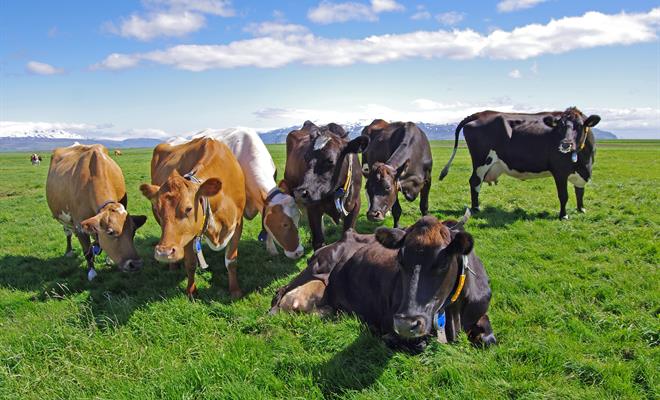 Kúabú á Norðurlandi sektað vegna vanhirðu