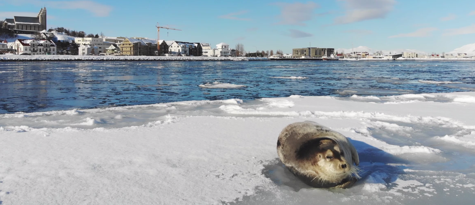 Kampselir spóka sig við Akureyri – Myndband Kampselir spóka sig við Akureyri – Myndband