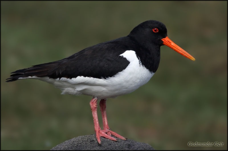 Tjaldurinn er kominn! Tjaldurinn er kominn!