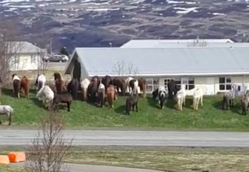 Fjöldi hesta á Miðhúsabraut Fjöldi hesta á Miðhúsabraut
