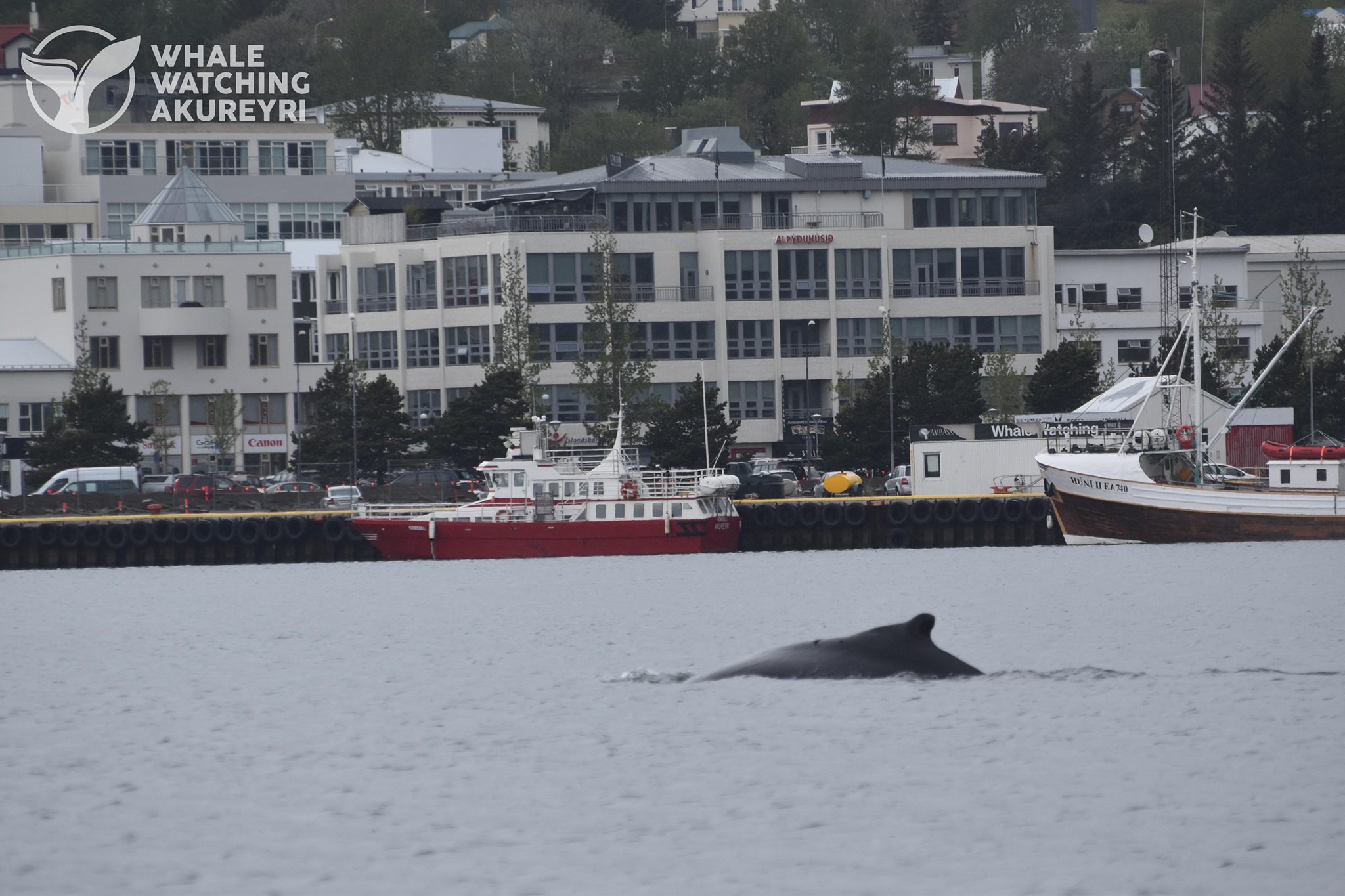Afslappaður hnúfubakur skoðaði Akureyri frá pollinum