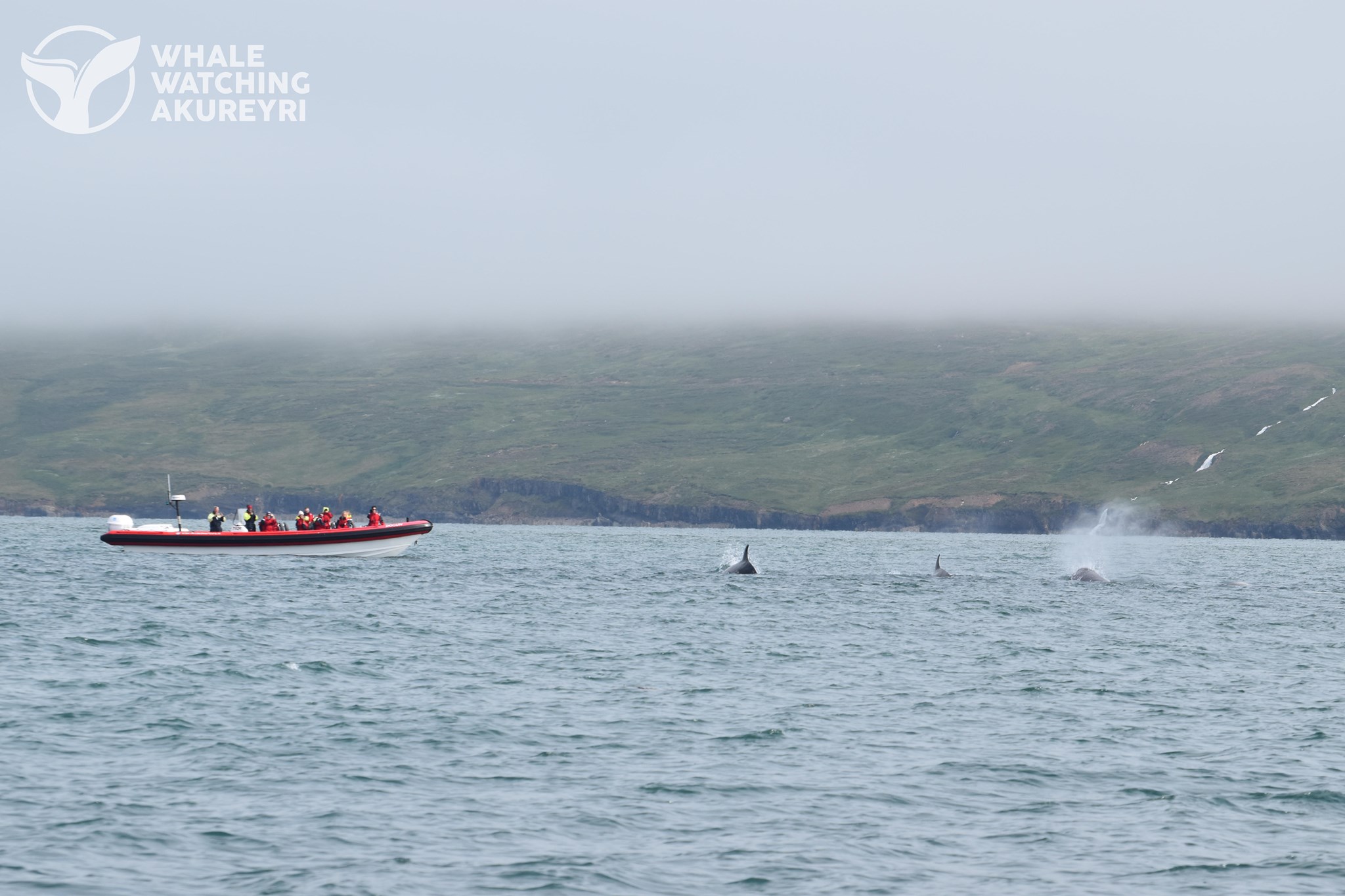 Andarnefjur í Eyjafirði Andarnefjur í Eyjafirði