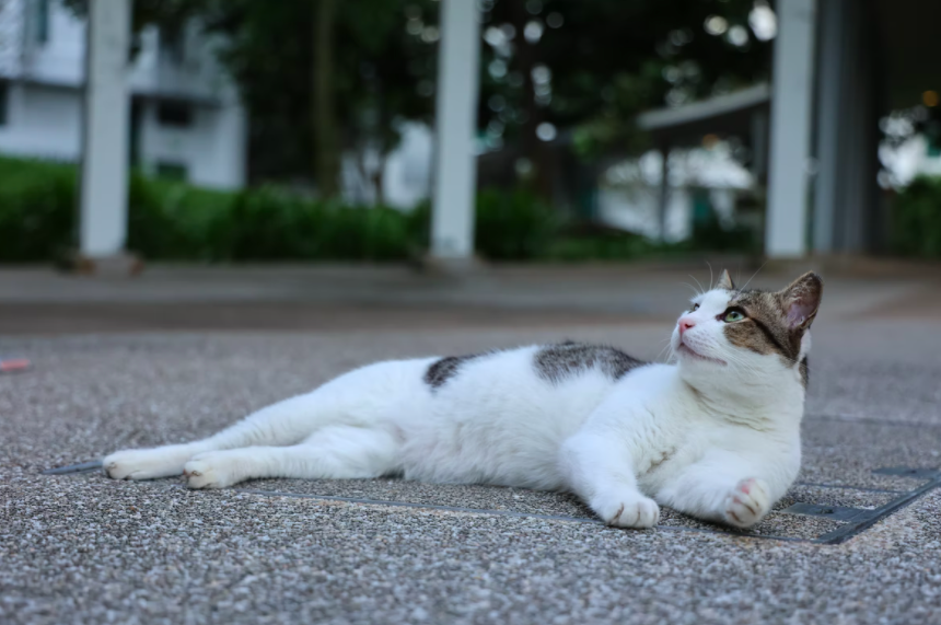 Katt­ar­eig­end­ur eigi að lúta sömu regl­um og aðrir dýra­eig­end­ur