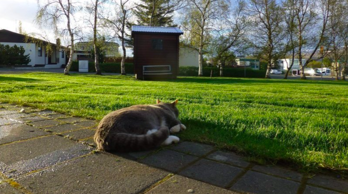 Mótmæla banni lausagöngu katta á Akureyri Mótmæla banni lausagöngu katta á Akureyri