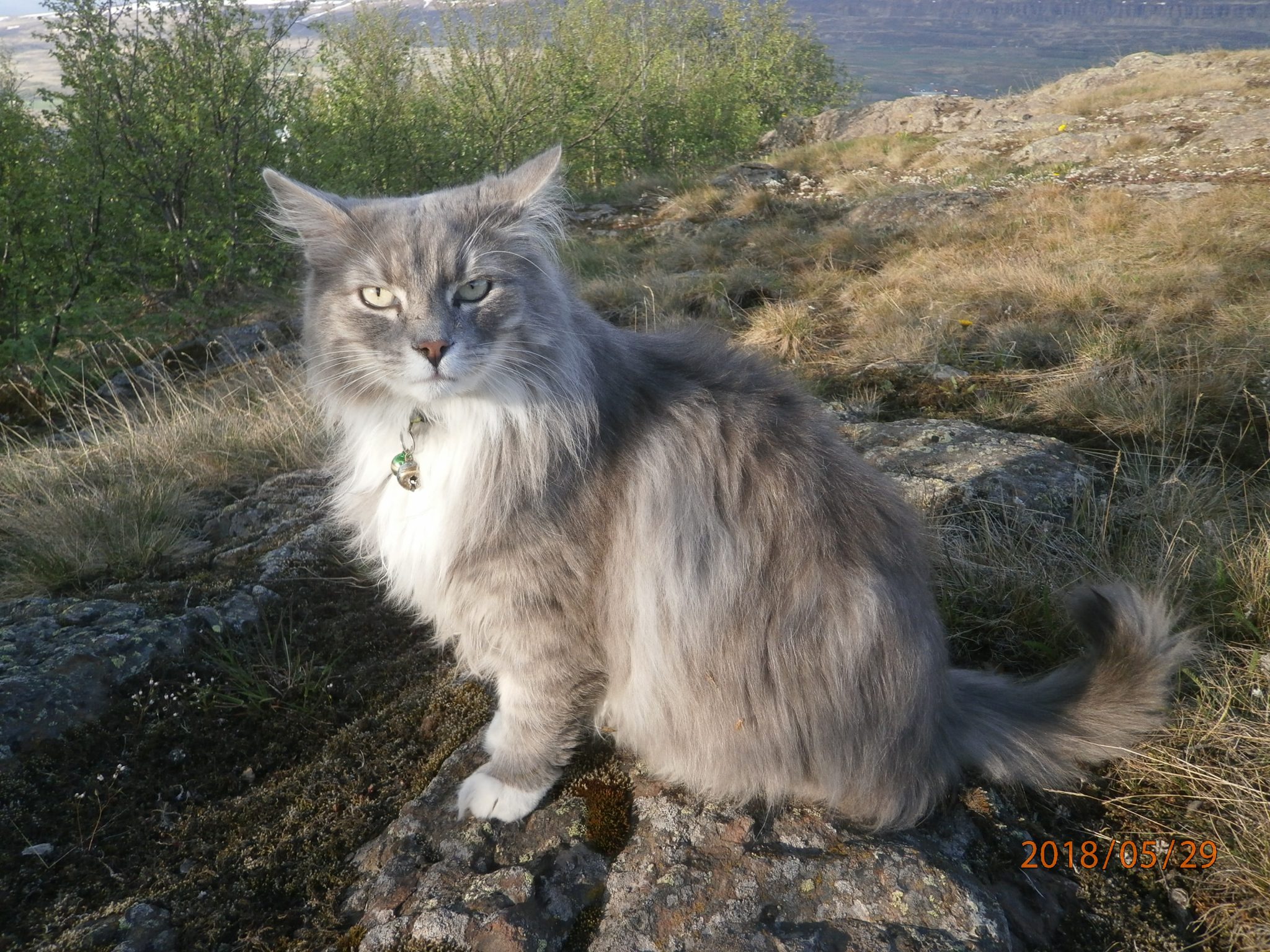 Fylgifiskar mannfólksins