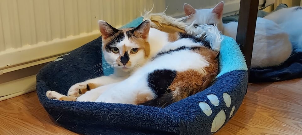 Kisukot lokar á næstu dögum