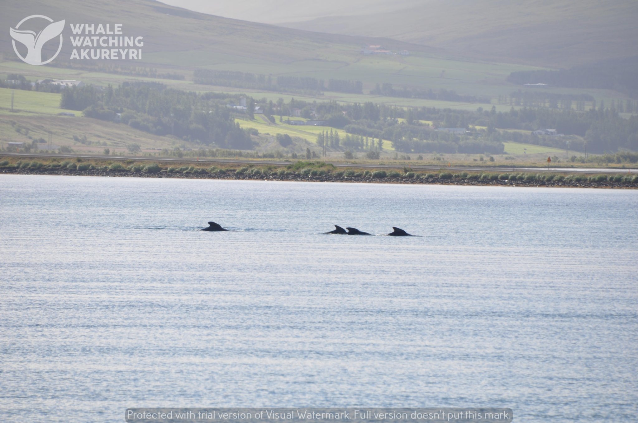 Grindhvalir á Pollinum í dag Grindhvalir á Pollinum í dag