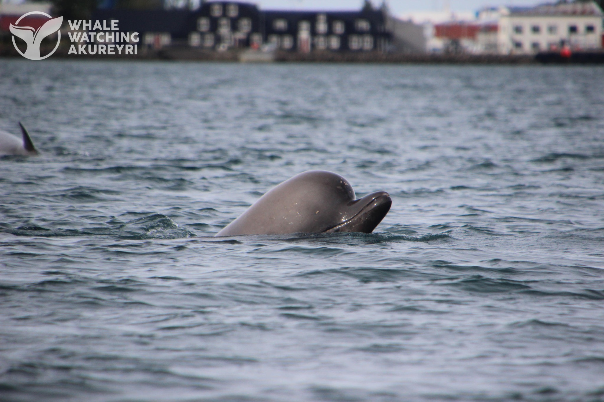 Andarnefjur á Pollinum