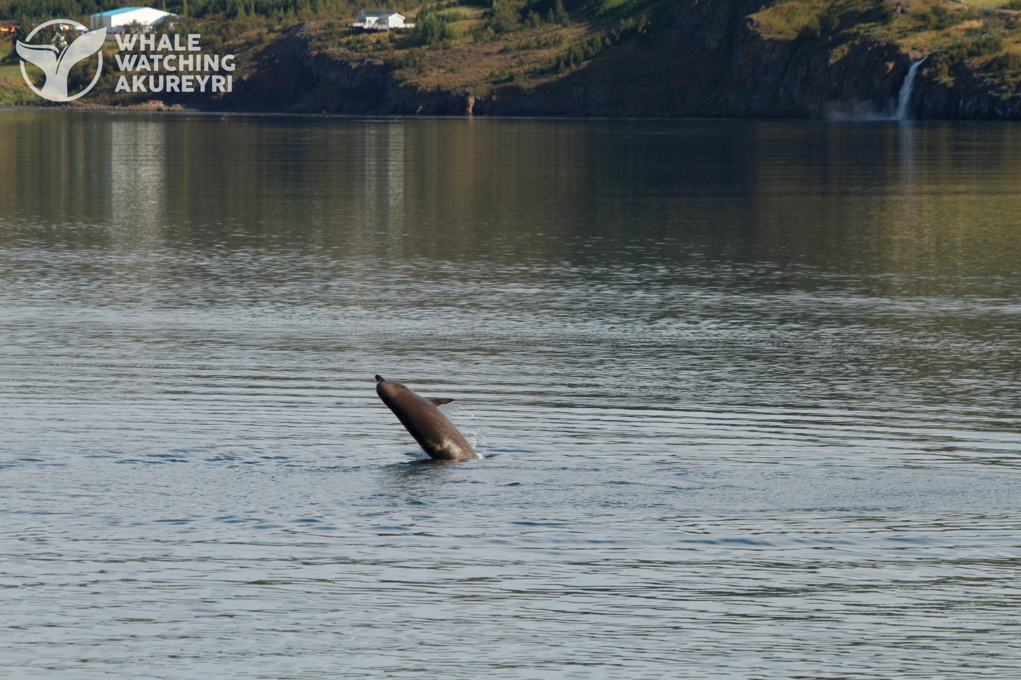 Mikill áhugi á andarnefjunum á Pollinum – Ein andarnefjan slösuð Mikill áhugi á andarnefjunum á Pollinum – Ein andarnefjan slösuð