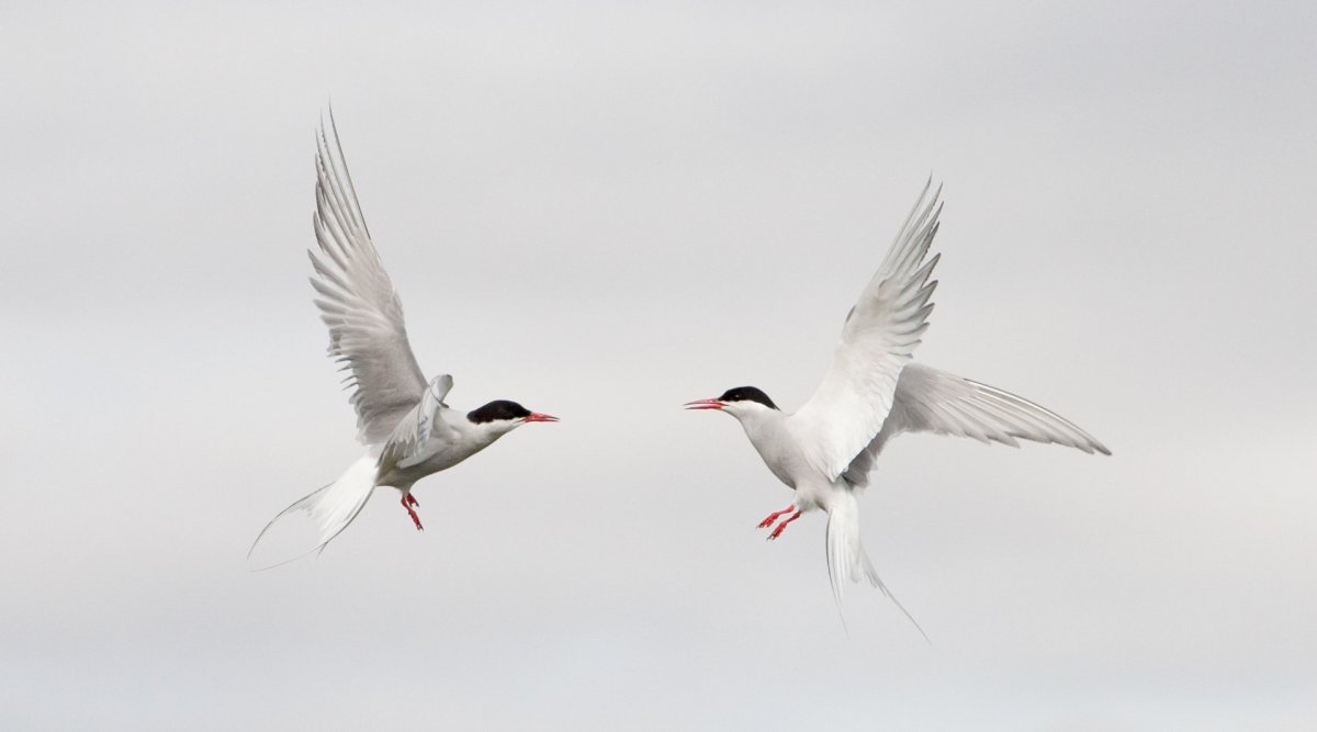 Krían komin til Grímseyjar Krían komin til Grímseyjar