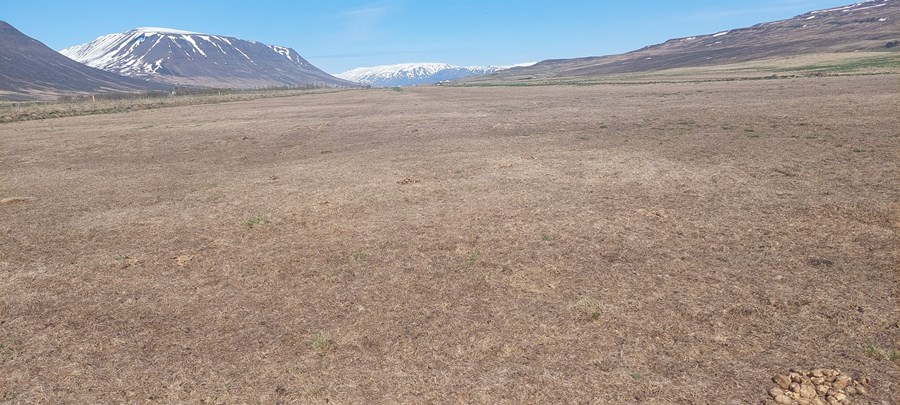 Miklar kalskemmdir í túnum við Eyjafjörð