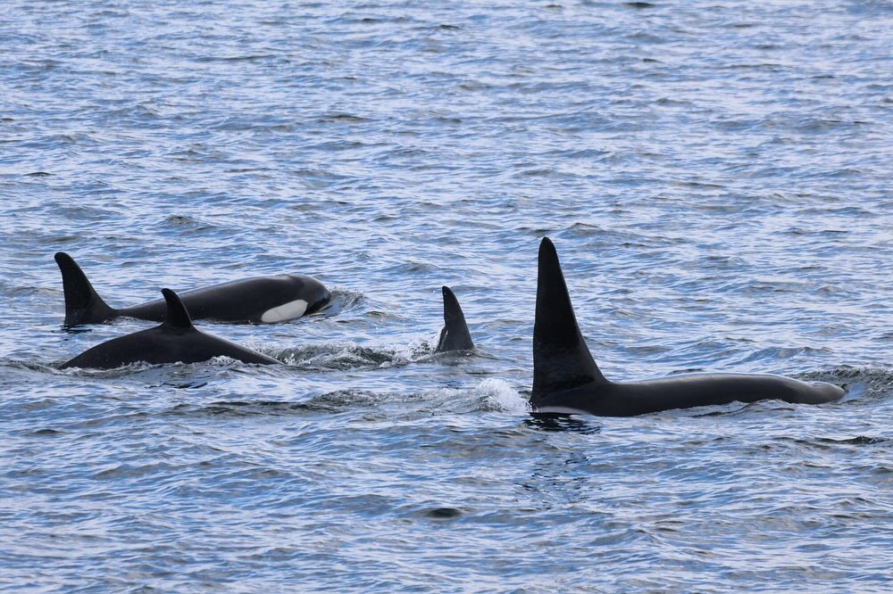Háhyrningar sáust á Pollinum