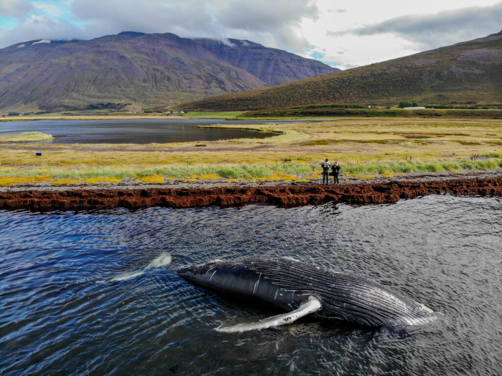 Hnúfubak rak á land í Eyjafirði Hnúfubak rak á land í Eyjafirði