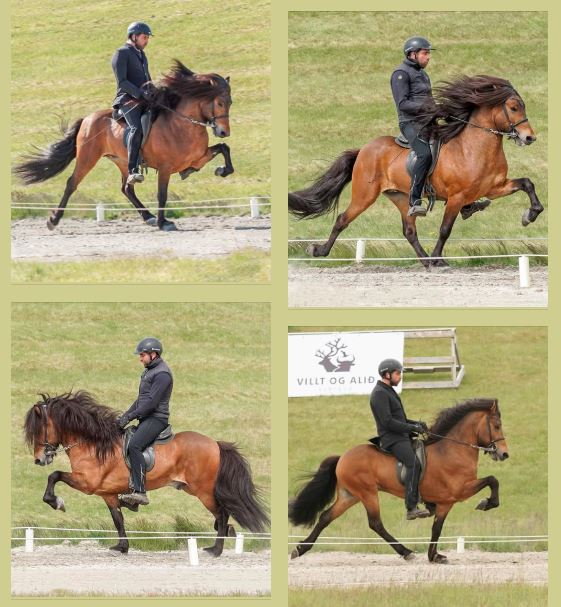 Finnastaðir tilnefnt sem ræktunarbú ársins 2025 Finnastaðir tilnefnt sem ræktunarbú ársins 2025